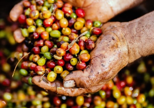 Where does coffee come from?