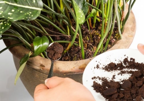 Is coffee grounds good for plants?